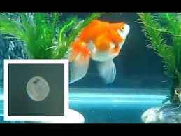 That's why breeders put spawning mops in their tanks. Ryukin Goldfish Laying Eggs Youtube