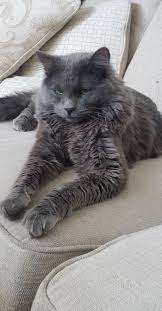 pin on nebelung