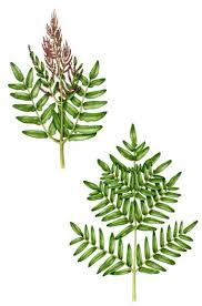 Image result for Osmunda regalis