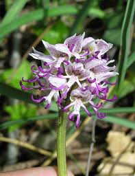 .shapes, some of which have even come to resemble various figures, plants or animals. 17 Flowers That Look Like Something Else Bored Panda