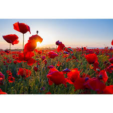 A sparkling beautiful diamond painting. Buy Diamond Embroidery Red Poppy Sunset Landscape 5d Diy Diamond Painting Flower Mosaic Home Decoration At Affordable Prices Free Shipping Real Reviews With Photos Joom