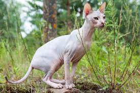 Kittens are also from champion tittled parents. Sphynx Cat Breed Info Pictures Temperament Traits Pet Keen