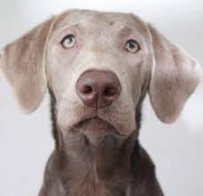 Lab mix puppies cute puppies cute dogs dogs and puppies doggies husky mix weimaraner vizsla labrador retrievers. Weimaraner Lab Mix Your Complete Guide To The Labmaraner Weimaraner Lab Puppy Hunting Animal Photography Dogs