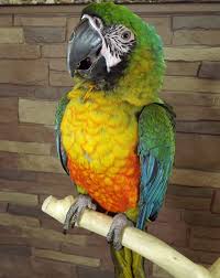 Pin On Our Birds