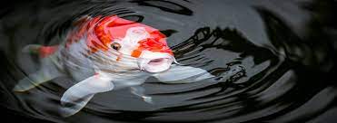 How big do koi get? How Many Koi Can I Have In A Pond Pond Trade Magazine