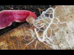 Alien Like Worm Shoots Gooey Web Ribbon Worm Alien Worms