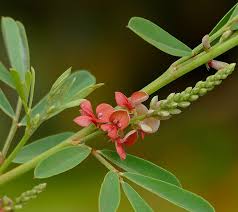 Image result for Indigofera drepanocarpa