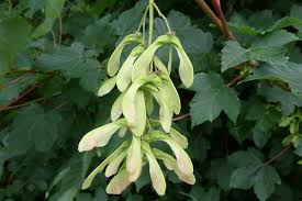 Its branches spread out wide. Atypical Myopathy Fact File Fact Files Information And Advice Rvc Equine Royal Veterinary College Rvc