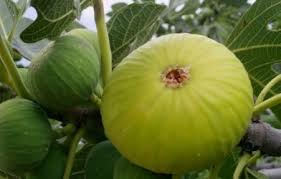 Meyve veren ağaçlar mı düşünüyorsunuz yoksa. Incir Ficus Carica Incir Asisi Hangi Ayda Ne Zaman Yapilir Super Yemek Tarifleri Kolay Ve Pratik Yemek Tarifleri