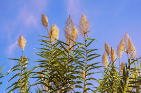 Image result for Arundo