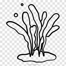 All rights belong to their respective owners. Algae Seaweed Kelp Ocean Drawing Coloring Book Algas Transparent Png