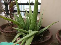 On vous dit tout ! Aloe Vera Aloe Vera Arrosage Entretien