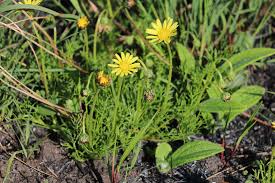 Image result for Micrococca capensis