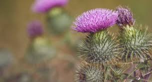 Milk Thistle And Breast Cancer What You Should Know