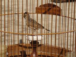 Sebaiknya anda cek beberapa koleksi foto burung branjangan berikut ini. Tips Membuat Sangkar Kandang Burung Branjangan