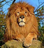 Most big cats are members of the genus panthera. Pin On End Times Prophecy