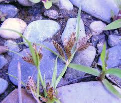 Image result for Cyperus nduru