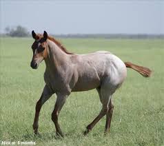 Black And White Paint Horses For Sale In Texas Quarter Horse Stallion For Sale In Texas Love Love Love That Roan Horses Aqha Horses Quarter Horse