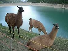 By comparison, whole cow's milk has between 4.6 and 5.4 g of lactose per 100 ml, making camel a better choice for those with milder forms of lactose. Llama Wikipedia