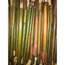 25 nama artis malaysia berikut selain indah diucapkan dan memiliki makna yang baik. Semenanjung Umbut Tepus Tuhau Wild Ginger Ready Stocks Shopee Malaysia