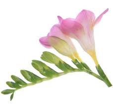 I Love These Pink Freesia And They Are So Pretty Fresia Flower Freesia Flowers Pink Wedding Flowers