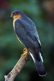 Birds Of Prey Common Sense Media Male Sparrowhawk Art Print By Paul Scoullar Sparrowhawk Pet Birds Birds Of Prey