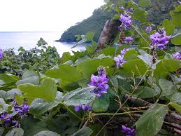 Image result for Pueraria