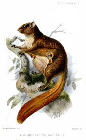 Untuk digunakan gratis tidak ada atribut yang di perlukan. Tupai Terbang Ekor Merah Wikipedia Bahasa Melayu Ensiklopedia Bebas