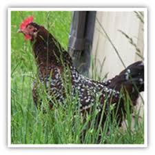 Thinking of getting backyard chickens? Backyard Poultry King County
