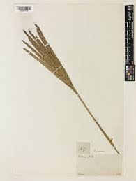 Image result for Phacelurus gabonensis