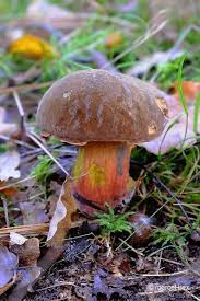 Albums Paddestoelen Zwammen Heksenboleet Beautiful