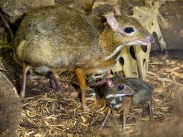 Deer mouse tracks, scat, and signs. It S A Mouse It S A Deer It S A Mouse Deer Mouse Deer Baby Animals Cute Animals