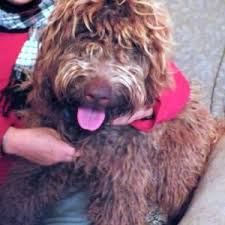 Check out our australian labradoodle selection for the very best in unique or custom, handmade pieces from our bumper stickers shops. Australian Labradoodle Puppies For Sale Bc Canada