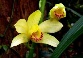 Image result for Phaius occidentalis