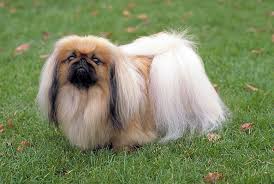 El Pekines Presiona La Foto Para Leer Toda La Informacion Importante Sobre Esta Increible Raza Pekingese Puppies Pekingese Dogs Dog Breeds