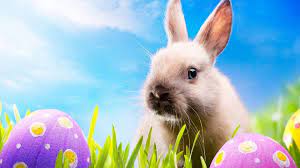 Easter Bunny Desktop Wallpaper 1080p Funny Easter Bunny Easter Wallpaper Easter Bunny Images