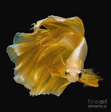 Funny fish name for betta female. Yellow Dragon Pyrography By Kidsada Manchinda