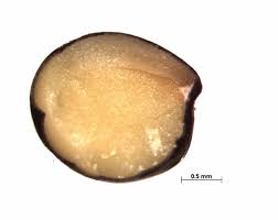 Image result for Trifolium wentzelianum