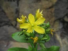 Image result for Hypericum aethiopicum
