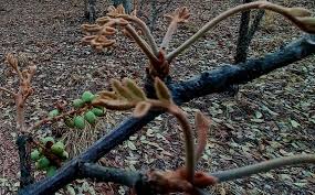 Image result for Lannea discolor