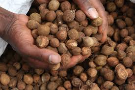 Image result for Croton megalocarpus