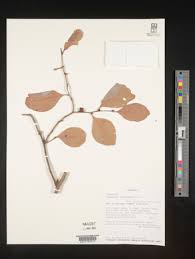 Image result for Diospyros consolatae