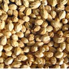 Image result for Cordia africana