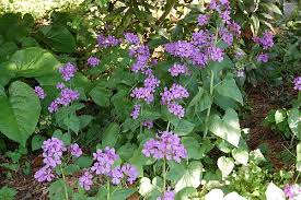 702 likes · 1 talking about this. Lunaria Annua Silberblatt Silberling