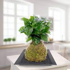 Send living plants online to canada. Kokedama Coffee Plant Gift Send Plants Gifts Online Ip1122371 Igp Com
