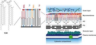 Ppt - The Genus Mycobacterium Powerpoint Presentation, Free Download -  Id:419599