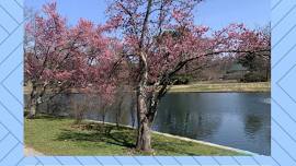 Urban Naturalist Hikes