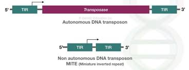 Transposons A Jumping Entity And A Foe With Benefits Genetic Education Autonomous And Non Autonomous Dna Trans Gene Expression Genetic Sequence Human Genome