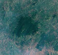 Image result for Tricalysia acocantheroides