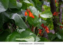 Image result for Phaseolus coccineus